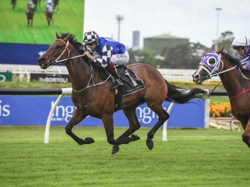 Australian Bloodstock: Buying The Right Elite Performers To  ... Image 2